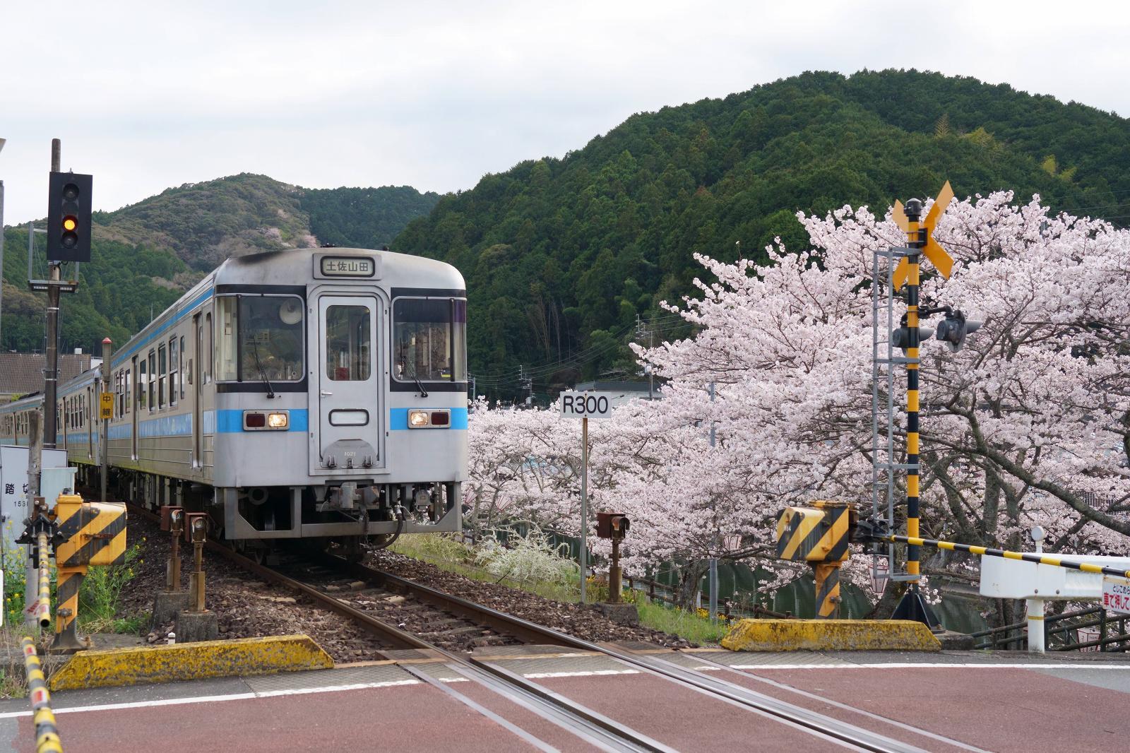 土讃線沿線の桜（6）746D普通列車と春日川沿いの桜 : 南風・しま