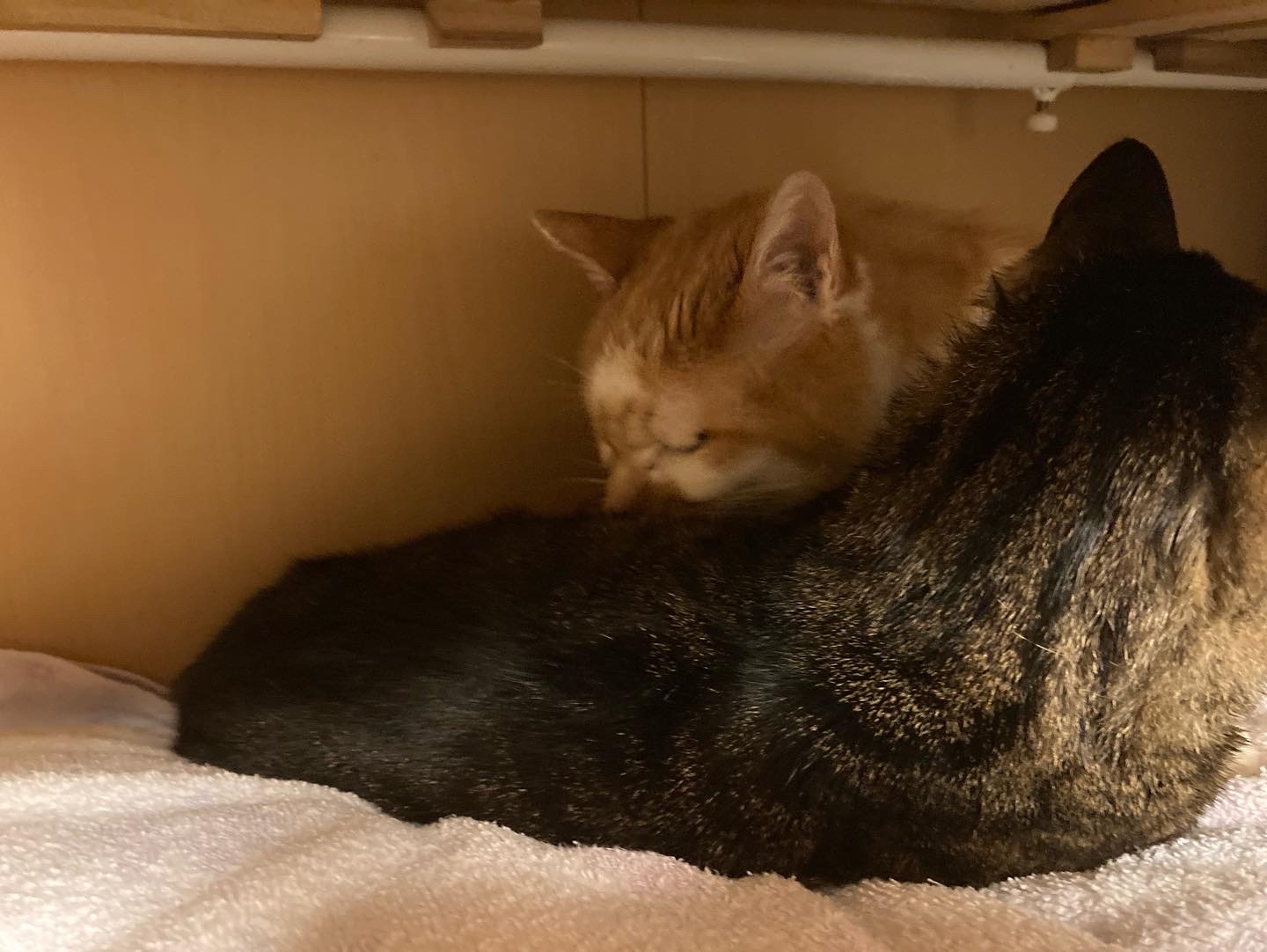 チビタ馬になる 両手のない猫 チビタと愉快な仲間たち