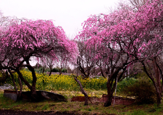  横浜泉区、下飯田の花桃を撮る_f0222533_20560806.jpg