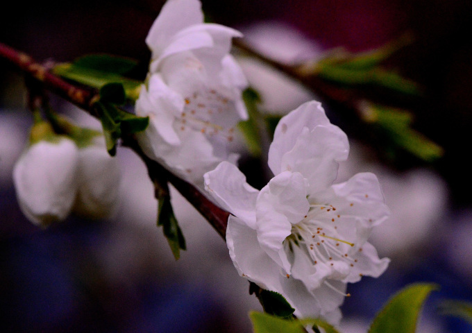  横浜泉区、下飯田の花桃を撮る_f0222533_21075662.jpg