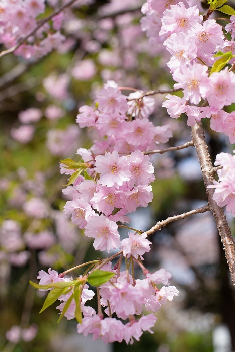 桜散歩**枝垂れサクラ**_c0319240_15573664.jpg