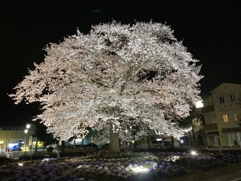 花冷えの夜に_b0050651_07544819.jpg