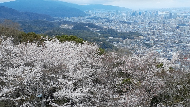 須磨裏公園花見_b0227552_21555713.jpg