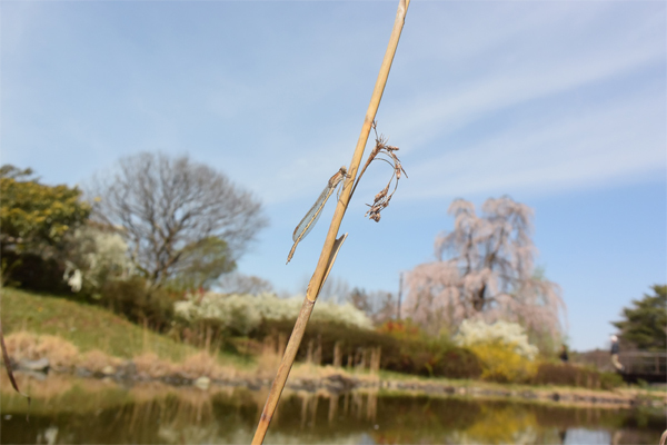 春の林道と公園にて_e0167571_22441159.jpg
