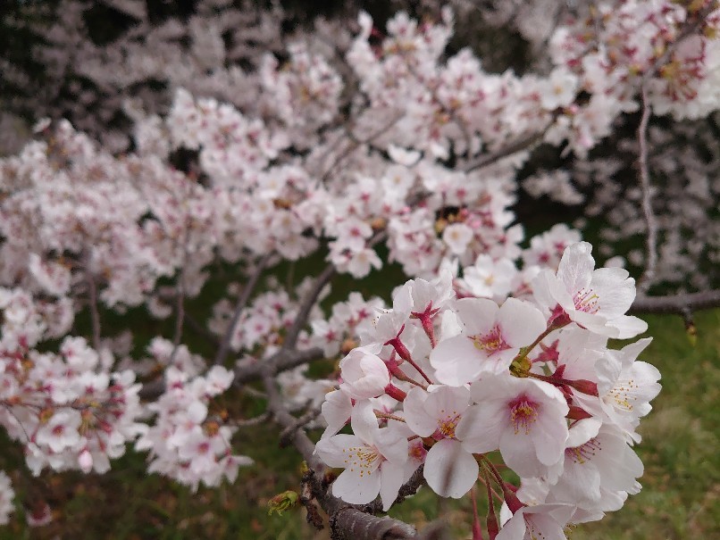 大泉緑地でお花見 ２０２２_d0363474_19093873.jpg