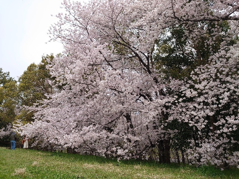 大泉緑地でお花見 ２０２２_d0363474_19093927.jpg