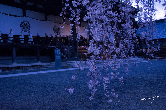 身延山久遠寺のしだれ桜_c0085877_04362661.jpg