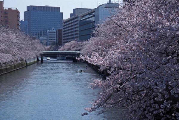 桜、大横川_a0248481_18181046.jpg