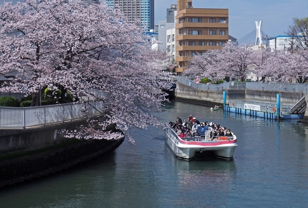 桜、大横川_a0248481_18420299.jpg