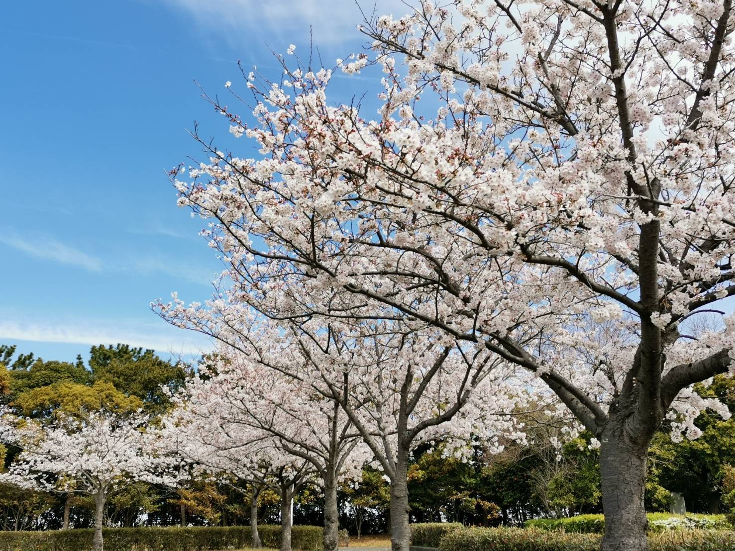 富浜緑地・中川口緑地 満開を迎えたさくらの紹介_d0338682_22133503.jpg