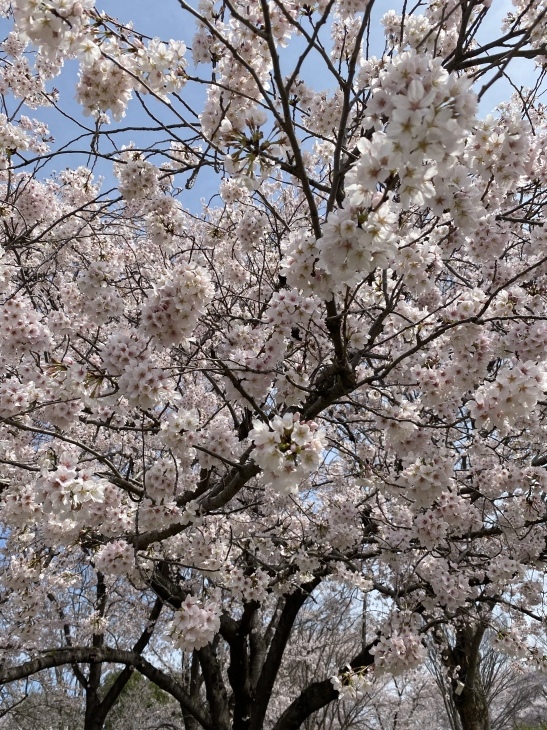 桜咲く〜_c0357589_13484596.jpeg