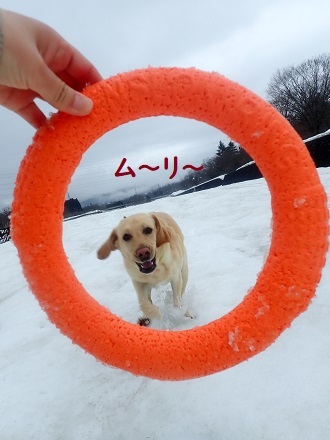 三寒四温も今日で終わり!! らしいです。_c0182012_12324666.jpg