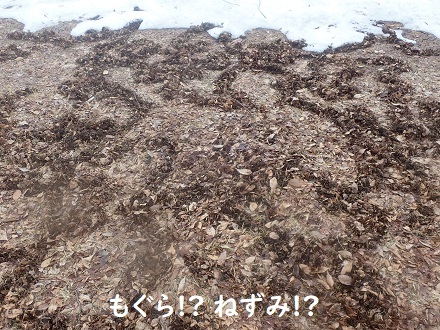 三寒四温も今日で終わり!! らしいです。_c0182012_12325573.jpg