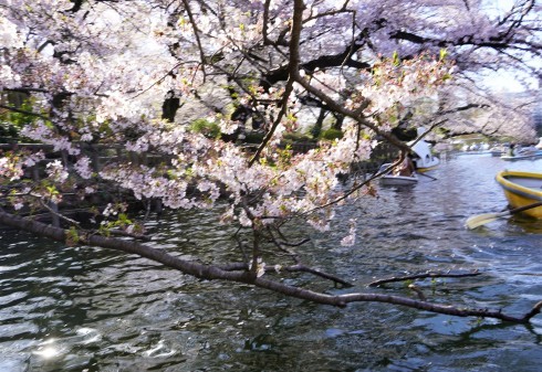 水上の桜_f0006713_23574232.jpg
