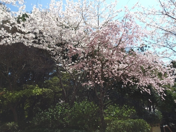 阿弥陀寺と石風呂_c0116915_00285182.jpg