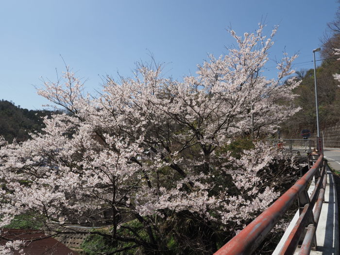 堂ヶ原橋付近の桜_c0116915_23580814.jpg