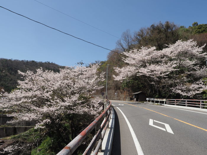 堂ヶ原橋付近の桜_c0116915_23582476.jpg