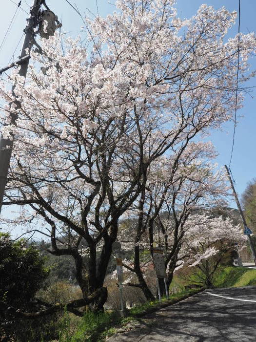 堂ヶ原橋付近の桜_c0116915_23591254.jpg