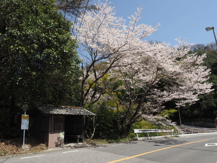 堂ヶ原橋付近の桜_c0116915_23592310.jpg