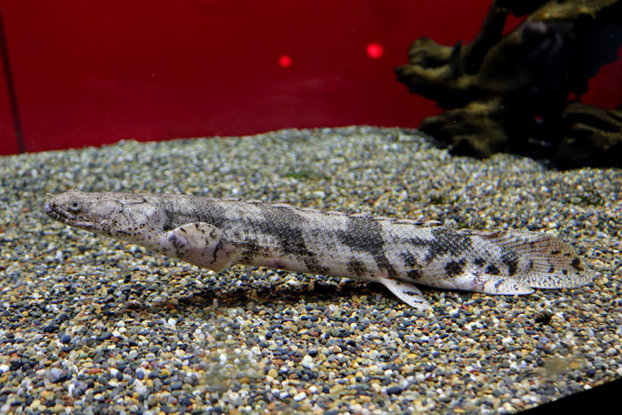 熱帯魚 ポリプテルス・エンドリケリー 約8-10cm前後 ※雄雌のご指定不可 古代魚 大型魚 : 20210206111 : 有限会社高知熱帯魚サービス  - 通販 - Yahoo!ショッピング