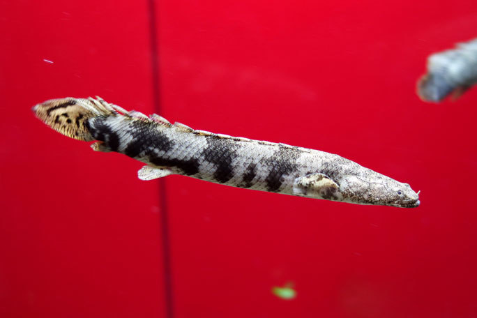カワスイ 川崎水族館 アフリカゾーン 古代魚ポリプテルス エンドリケリーとターポン 続々 動物園ありマス