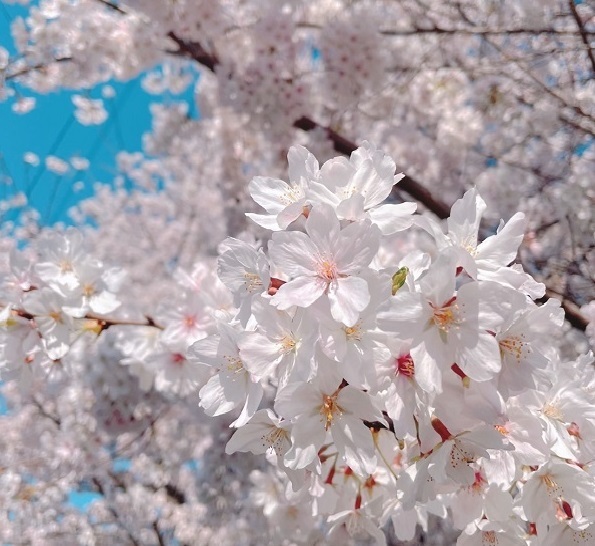 桜の頃_a0383720_11381148.jpg