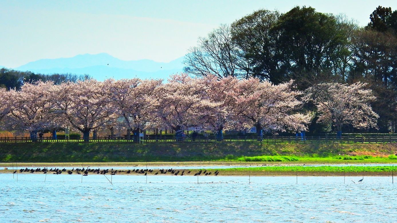 霞みか雲か・・・満開の桜並木を遠望す・・・４月１日の多々良沼では初ツバメも♪_a0031821_13523251.jpg