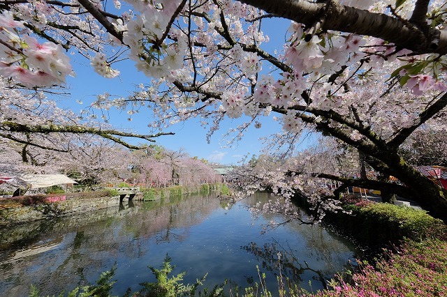桜の写真って楽しいね_f0221724_12115390.jpg