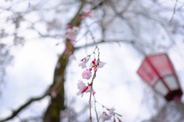 桜の写真って楽しいね_f0221724_12121730.jpg