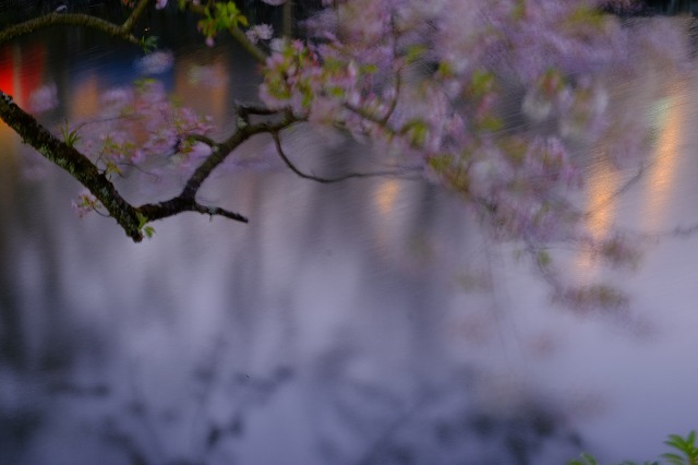 桜の写真って楽しいね_f0221724_12133250.jpg