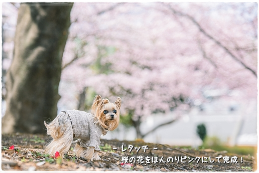 レタッチを覚えると…_d0179828_11294539.png