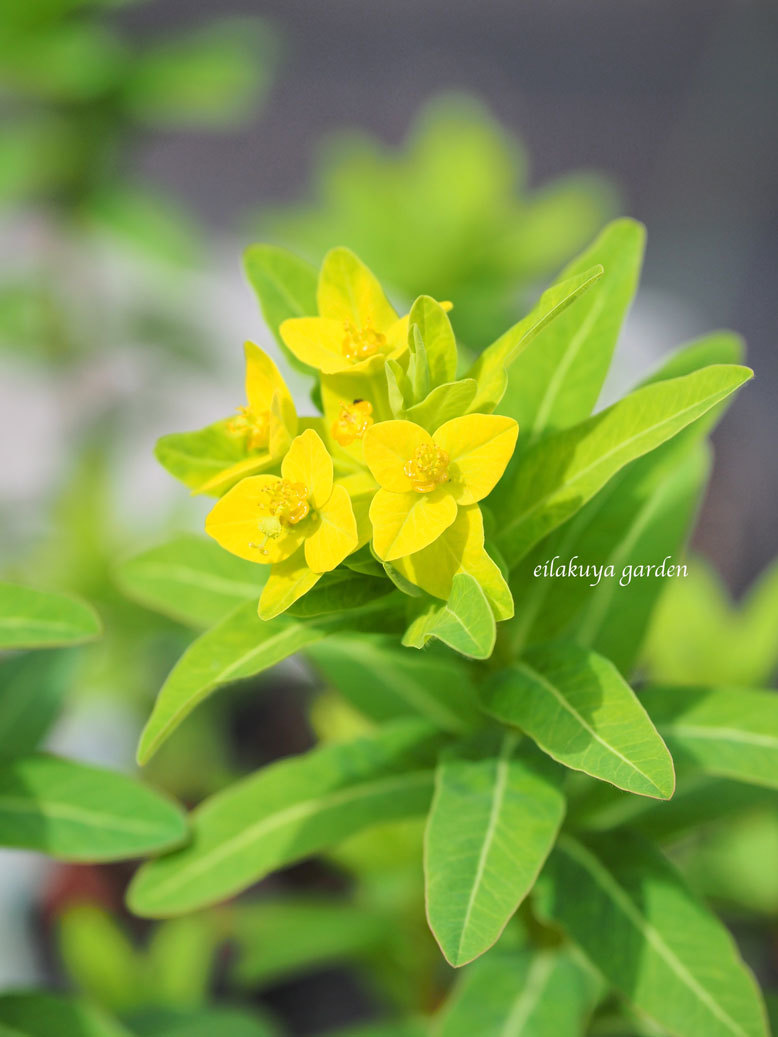 庭は春色　水鉢の　“ 黄 “ と “ 白 “ _b0133243_22220268.jpg