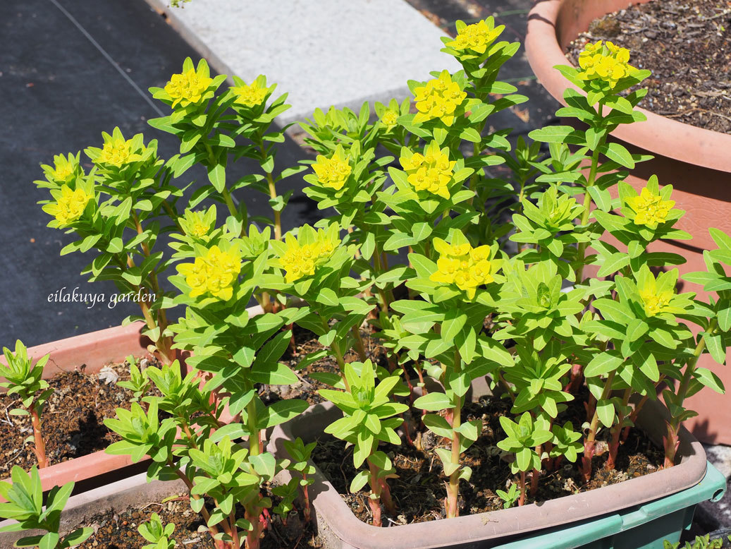 庭は春色　水鉢の　“ 黄 “ と “ 白 “ _b0133243_22220459.jpg