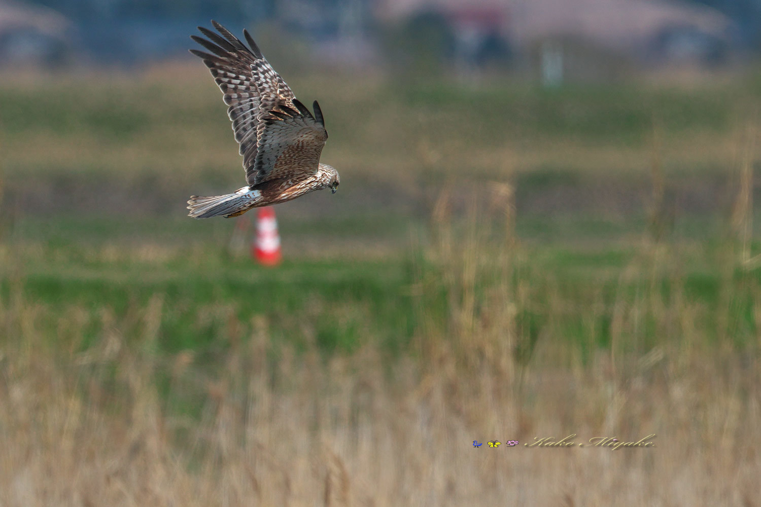 チュウヒ Eastern Marsh Harrier ぼちぼち と 野鳥大好き O