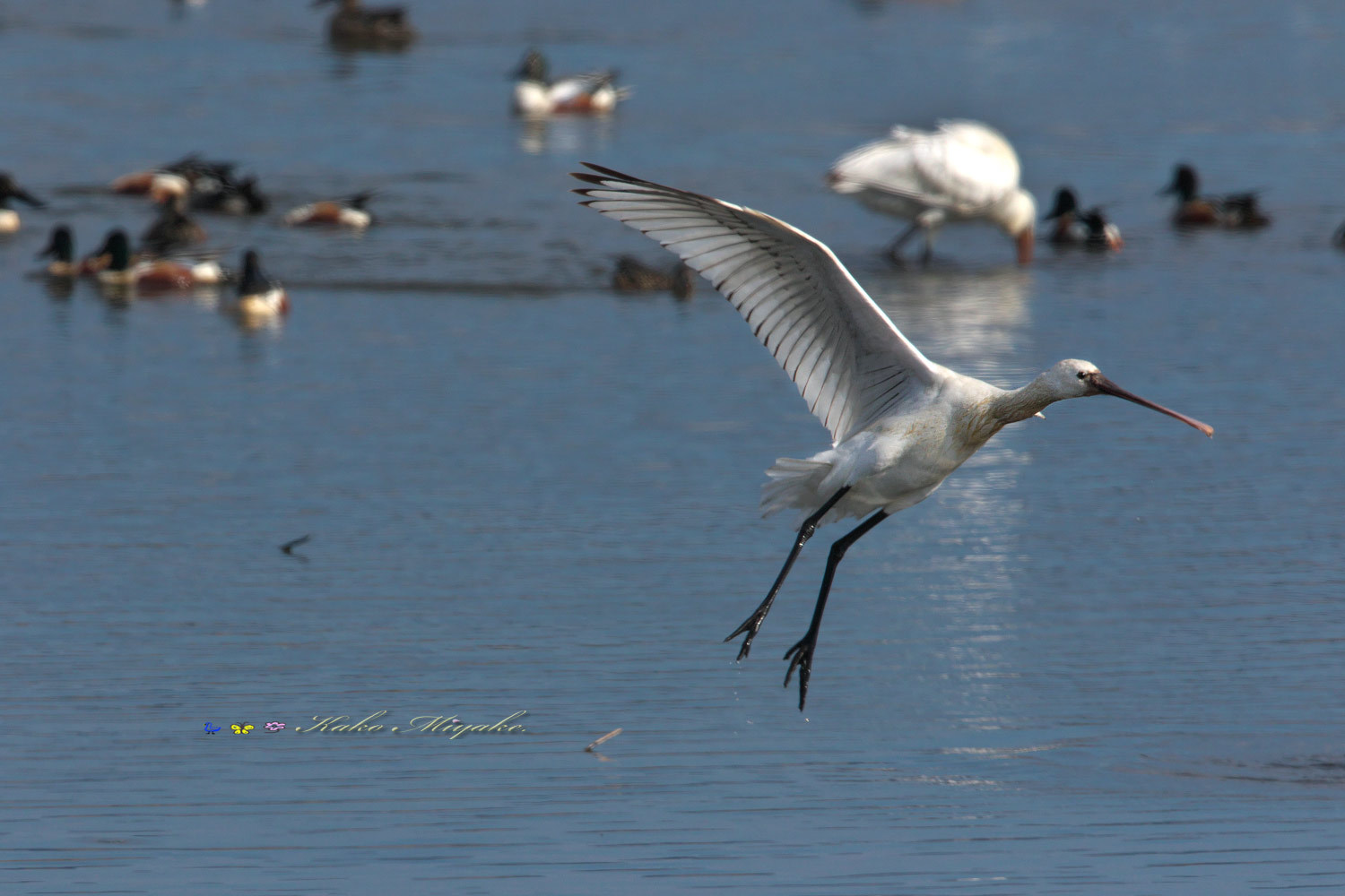 ヘラサギ（Eurasian Spoonbill）_d0013455_21115191.jpg