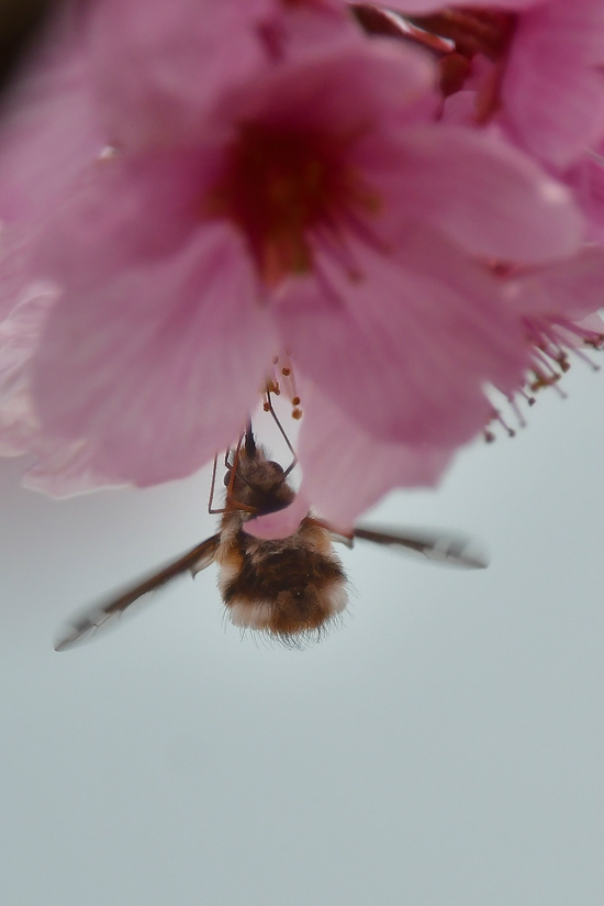 桜に可愛いモフモフ....ビロードツリアブ_f0400360_22370902.jpg