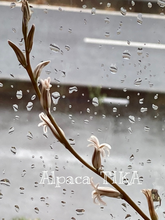 とても寒い4月です!お花見にはアルパカワンピースで!_d0187468_15183381.jpg