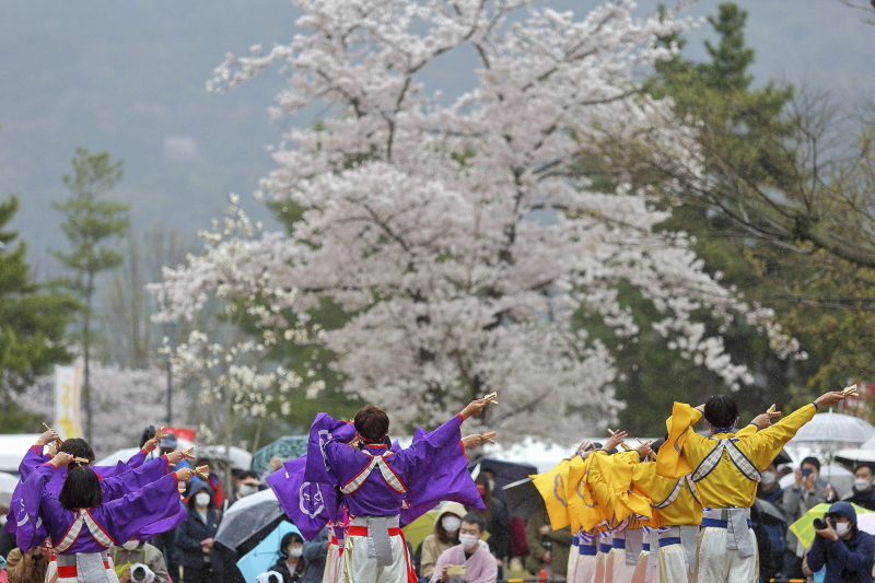 第18回 京都さくらよさこい ゲ ジ デ ジ 通 信