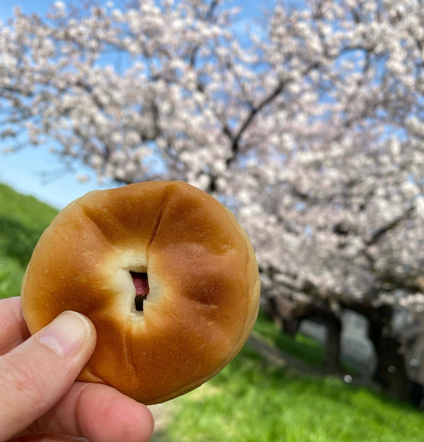 木村屋の桜あんぱんと桜並木_d0122797_23501972.jpeg