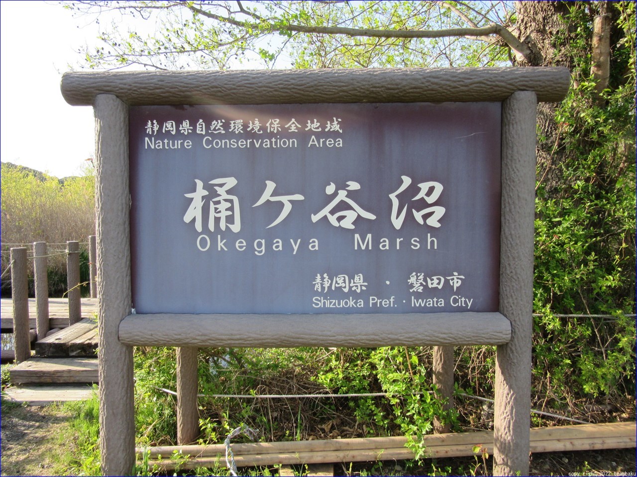 桶ヶ谷沼と菜の花畑_c0376508_19064644.jpg