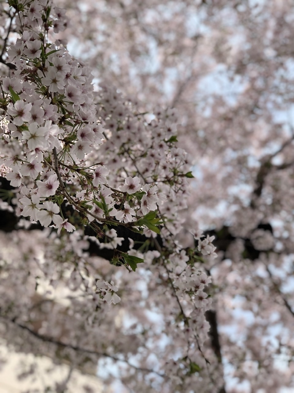 自由が丘も桜日和_a0157409_09184541.jpeg