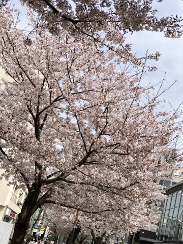 自由が丘も桜日和_a0157409_09193456.jpeg