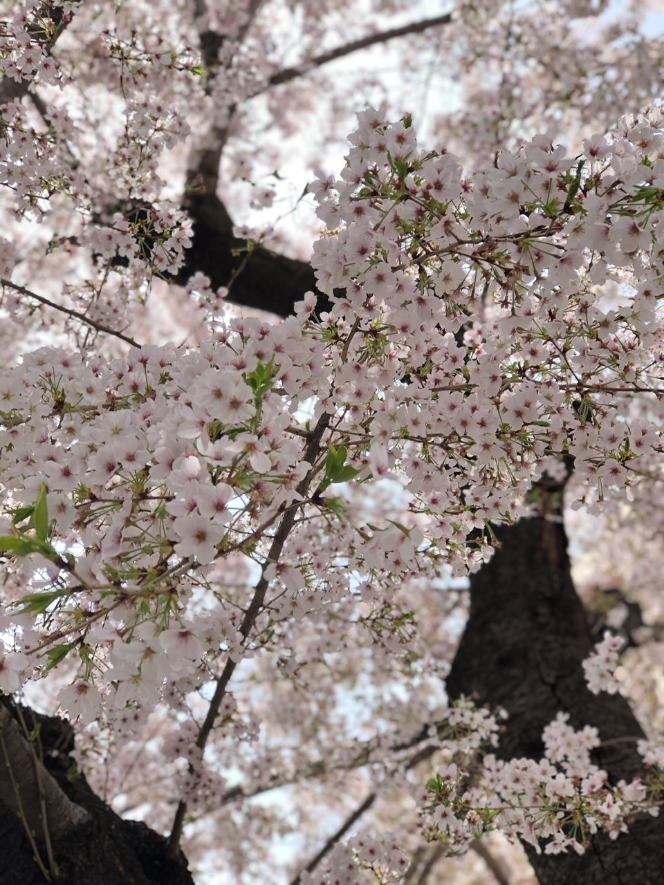 自由が丘も桜日和_a0157409_09201976.jpeg