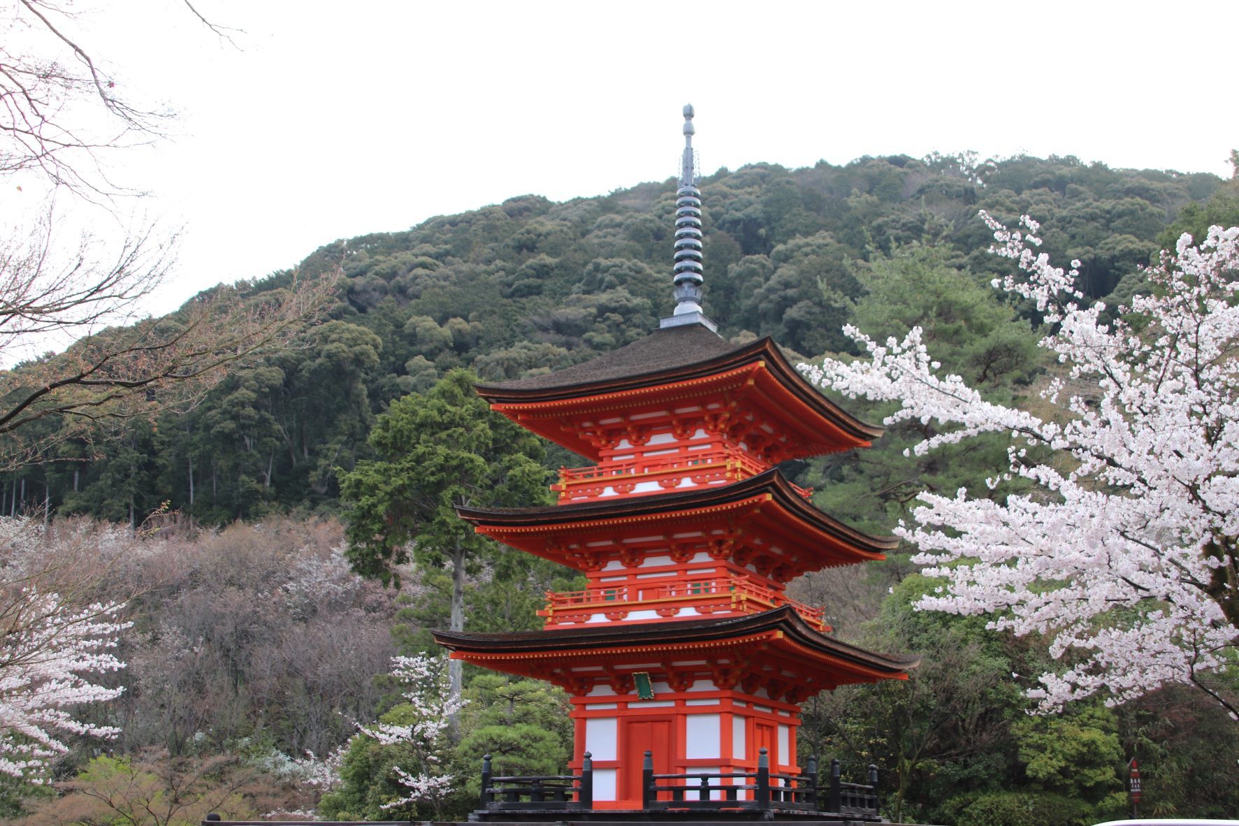 清水寺　桜が盛りです_e0048413_20355781.jpg