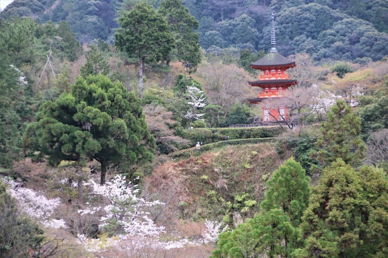 清水寺　桜が盛りです_e0048413_20361928.jpg