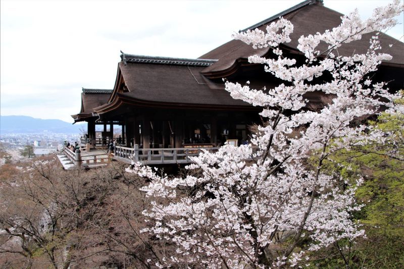 清水寺　桜が盛りです_e0048413_20364024.jpg