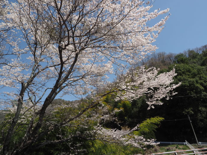 堂ヶ原橋付近の桜_c0116915_00064129.jpg