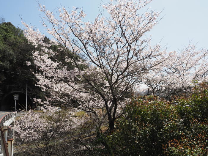 堂ヶ原橋付近の桜_c0116915_00065608.jpg