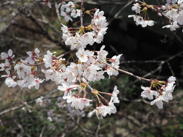 堂ヶ原橋付近の桜_c0116915_00072920.jpg