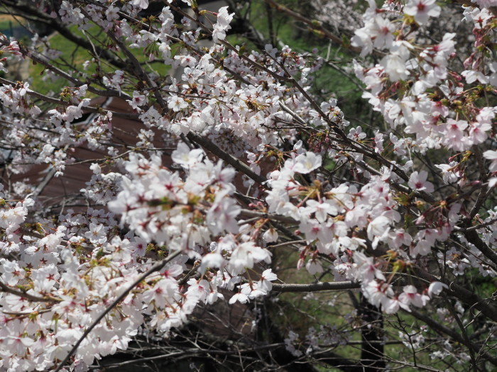 堂ヶ原橋付近の桜_c0116915_00075045.jpg